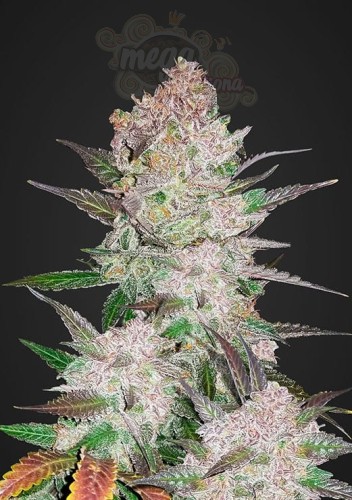FASTBUDS - Cream Cookies Auto