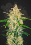 FASTBUDS - Zkittlez Auto