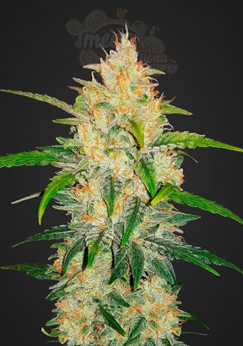 FASTBUDS - Zkittlez Auto