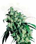 SENSI SEEDS - Super Skunk®