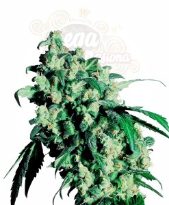 SENSI SEEDS - Super Skunk®