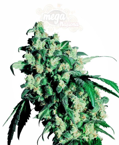 SENSI SEEDS - Super Skunk®