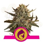 ROYAL QUEEN SEEDS - Royal Madre