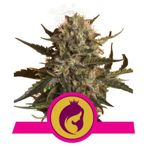 ROYAL QUEEN SEEDS - Royal Madre
