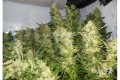 ROYAL QUEEN SEEDS - Royal Madre