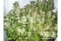 ROYAL QUEEN SEEDS - Royal Madre