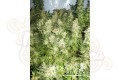ROYAL QUEEN SEEDS - Royal Madre