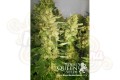 ROYAL QUEEN SEEDS - Royal Madre