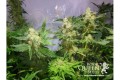 ROYAL QUEEN SEEDS - Royal Madre