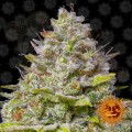 BARNEY'S FARM - Blue Gelato 41