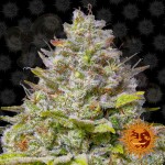 BARNEY'S FARM - Blue Gelato 41