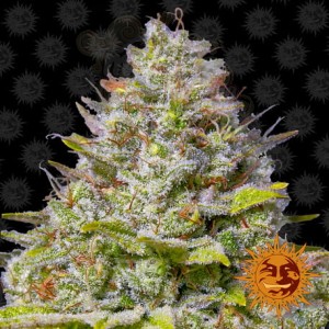 BARNEY'S FARM - Blue Gelato 41
