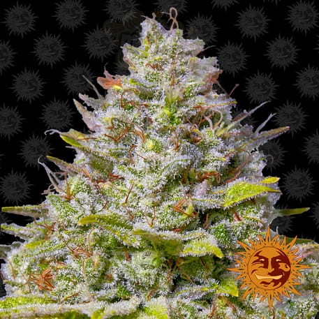 BARNEY'S FARM - Blue Gelato 41