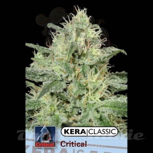 KERA SEEDS - Critical