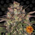 BARNEY'S FARM - Peyote Critical