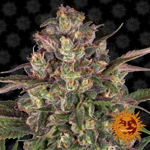 BARNEY'S FARM - Peyote Critical