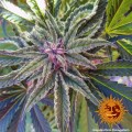 BARNEY'S FARM - Peyote Critical