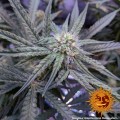 BARNEY'S FARM - Peyote Critical