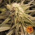 BARNEY'S FARM - Peyote Critical