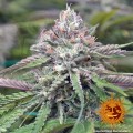 BARNEY'S FARM - Peyote Critical