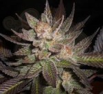CBD Seeds - Lavender