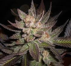 CBD Seeds - Lavender