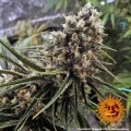 BARNEY'S FARM - Peyote Critical