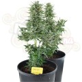 ROYAL QUEEN SEEDS - Easy Bud Auto