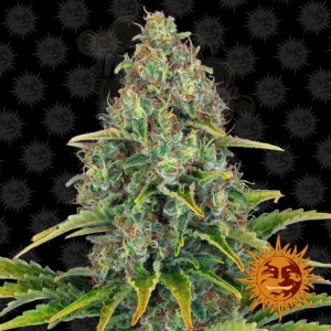 Barney’s Farm - Blueberry Cheese Auto