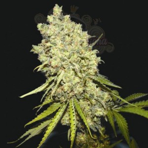 BIOHAZARD SEEDS - Somanta