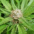 BARNEY'S FARM - Blue Gelato 41