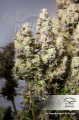 DUTCH PASSION - Auto Colorado Cookies®