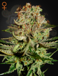 GREEN HOUSE SEEDS - Super Bud