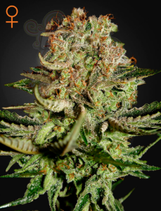 GREEN HOUSE SEEDS - Super Bud