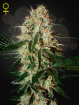 GREEN HOUSE SEEDS - Arjan's Haze #3