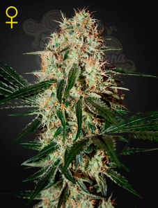GREEN HOUSE SEEDS - Arjan's Haze #3