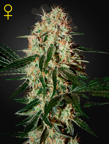 GREEN HOUSE SEEDS - Arjan's Haze #3