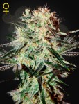 GREEN HOUSE SEEDS - Arjan's Strawberry Haze