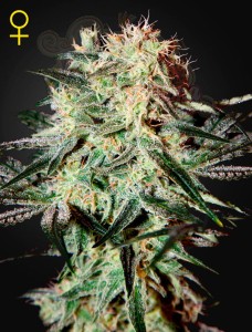 GREEN HOUSE SEEDS - Arjan's Strawberry Haze