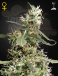GREEN HOUSE SEEDS - Arjan's Ultra Haze #1