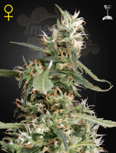 GREEN HOUSE SEEDS - Arjan's Ultra Haze #1