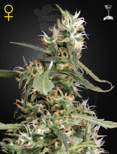 GREEN HOUSE SEEDS - Arjan's Ultra Haze #1