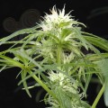 GREEN HOUSE SEEDS - Arjan's Ultra Haze #1