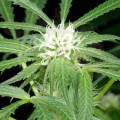 GREEN HOUSE SEEDS - Arjan's Ultra Haze #1