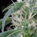 GREEN HOUSE SEEDS - Arjan's Ultra Haze #1