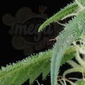 GREEN HOUSE SEEDS - Arjan's Ultra Haze #1