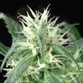 GREEN HOUSE SEEDS - Arjan's Ultra Haze #1
