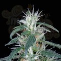 GREEN HOUSE SEEDS - Arjan's Ultra Haze #1