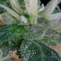 GREEN HOUSE SEEDS - Arjan's Ultra Haze #1