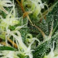 GREEN HOUSE SEEDS - Arjan's Ultra Haze #1